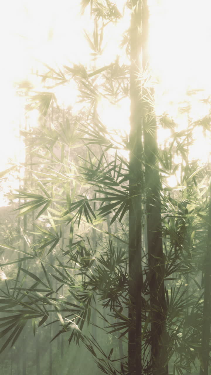 La luce del sole filtra tra gli alberi di bambù in una foresta, al mattino presto.