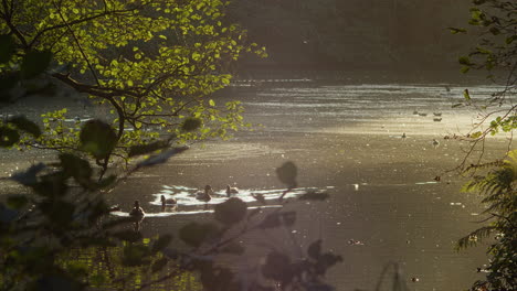 Hermoso-Lago-A-La-Luz-De-La-Hora-Dorada-Mientras-Los-Patos-Nadan,-Parque-Tehidy-En-Cornwall