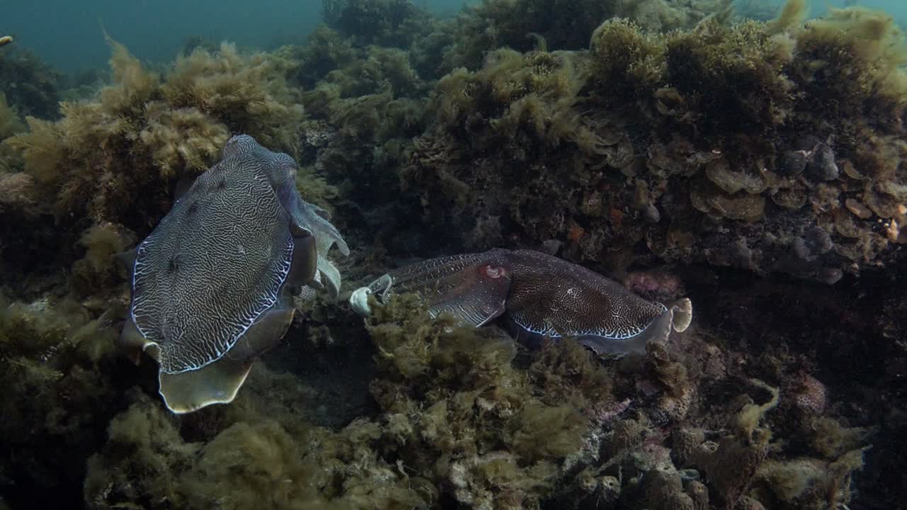 Giant Australian Cuttlefish (Ascarosepion apama) fighting and flashing during the Cuttlefish aggregation in South Australia