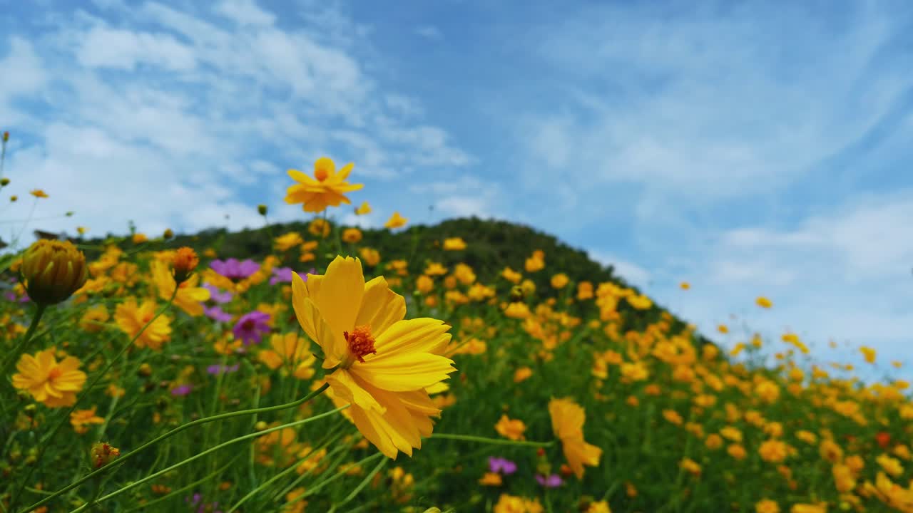 flores amarillas y una montaña