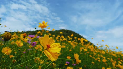 flores amarelas e uma montanha
