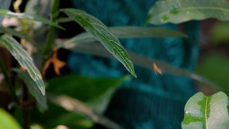 asian paper wasps landing on a green plant leaf in a garden in thailand - close up