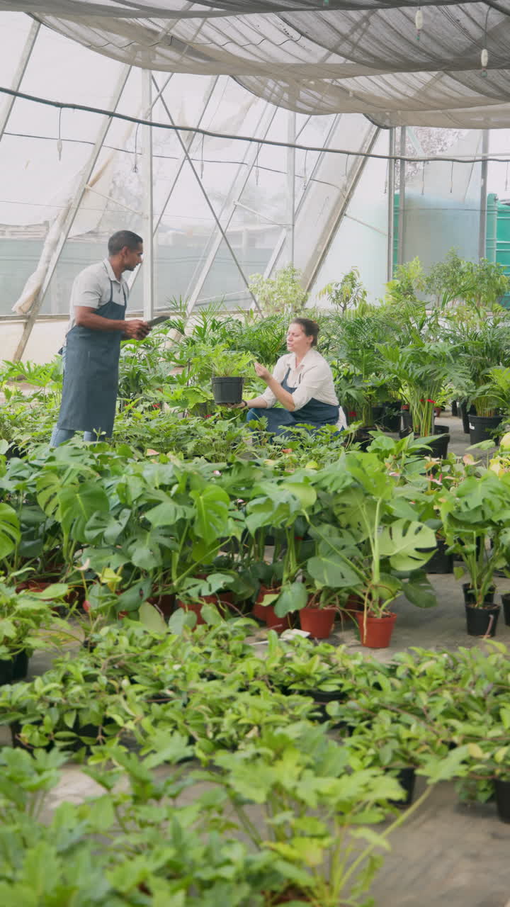 Vertical video: In greenhouse, diverse team tending to plants, ensuring healthy growth