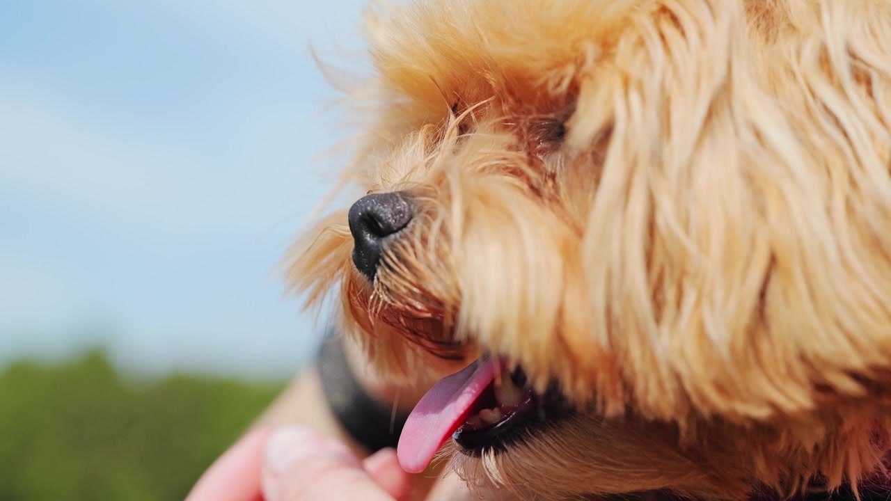 Primo piano di un cucciolo di maltipoo che riposa tranquillamente nelle mani del proprietario durante una giornata di sole.
