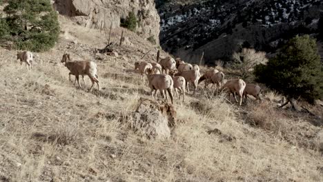 big-horn-sheep-herd-grazing-in-the-mountains