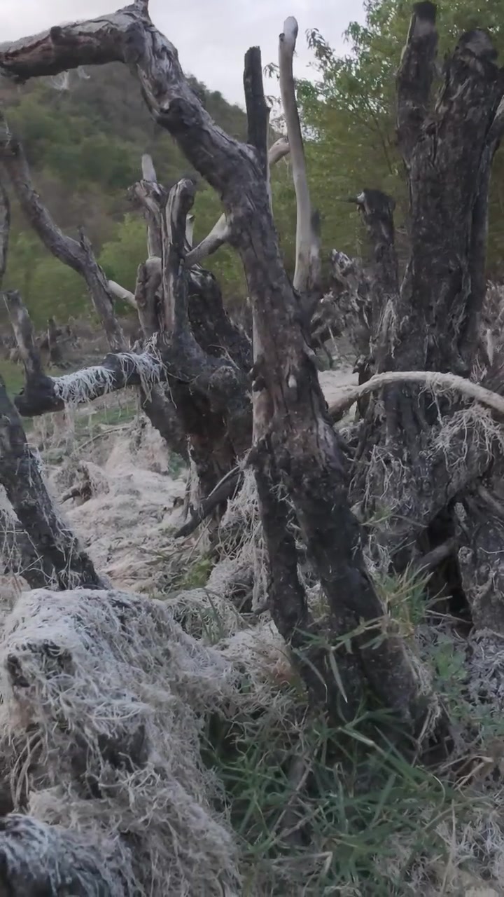 Dead Tree Stumps Covered in Mossy Webbing in Nature