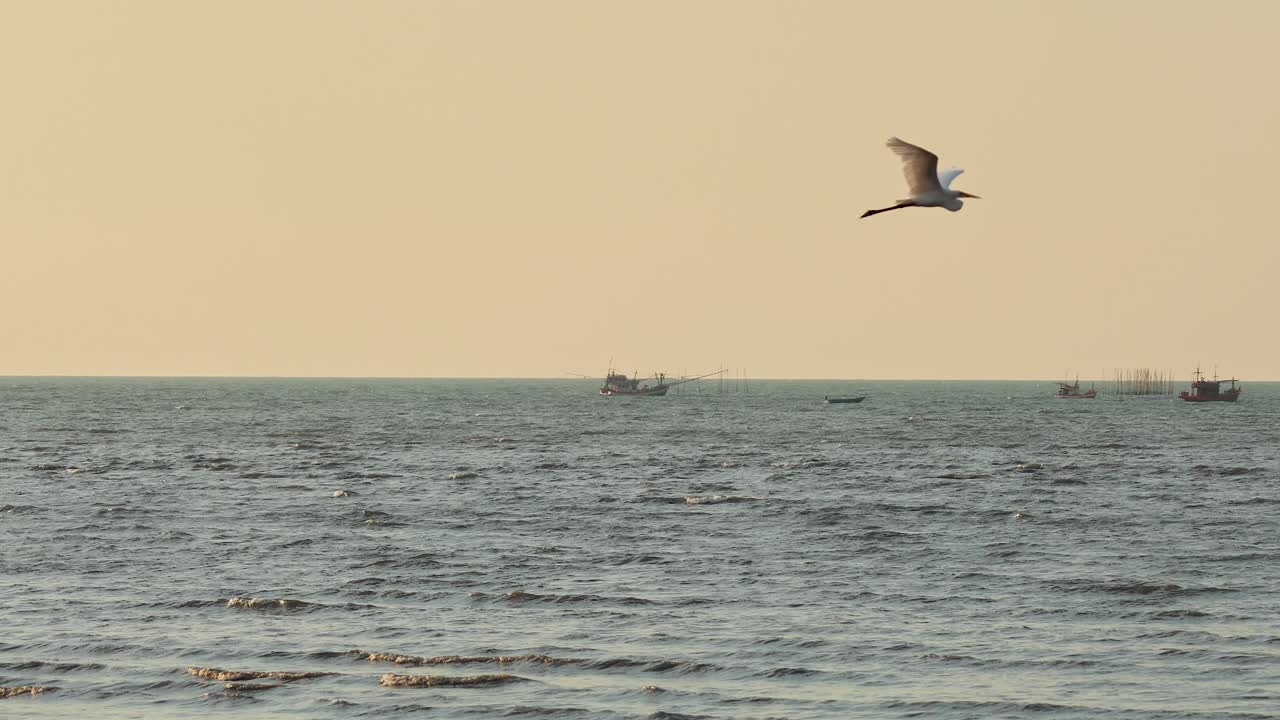 воробьёнок летит над лодками в паттайе.