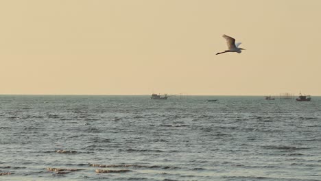 una garza vuela sobre los barcos en pattaya