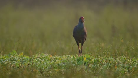 grey hooded swamp hen in wetland area in morning