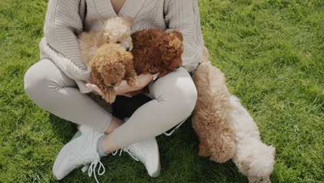 a woman with a bunch of puppies sits on a green lawn.