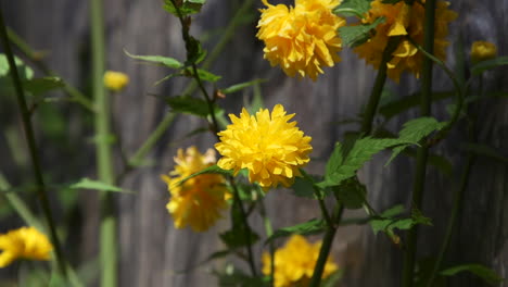 yellow kerria flower blooming during spring in the pacific northwest