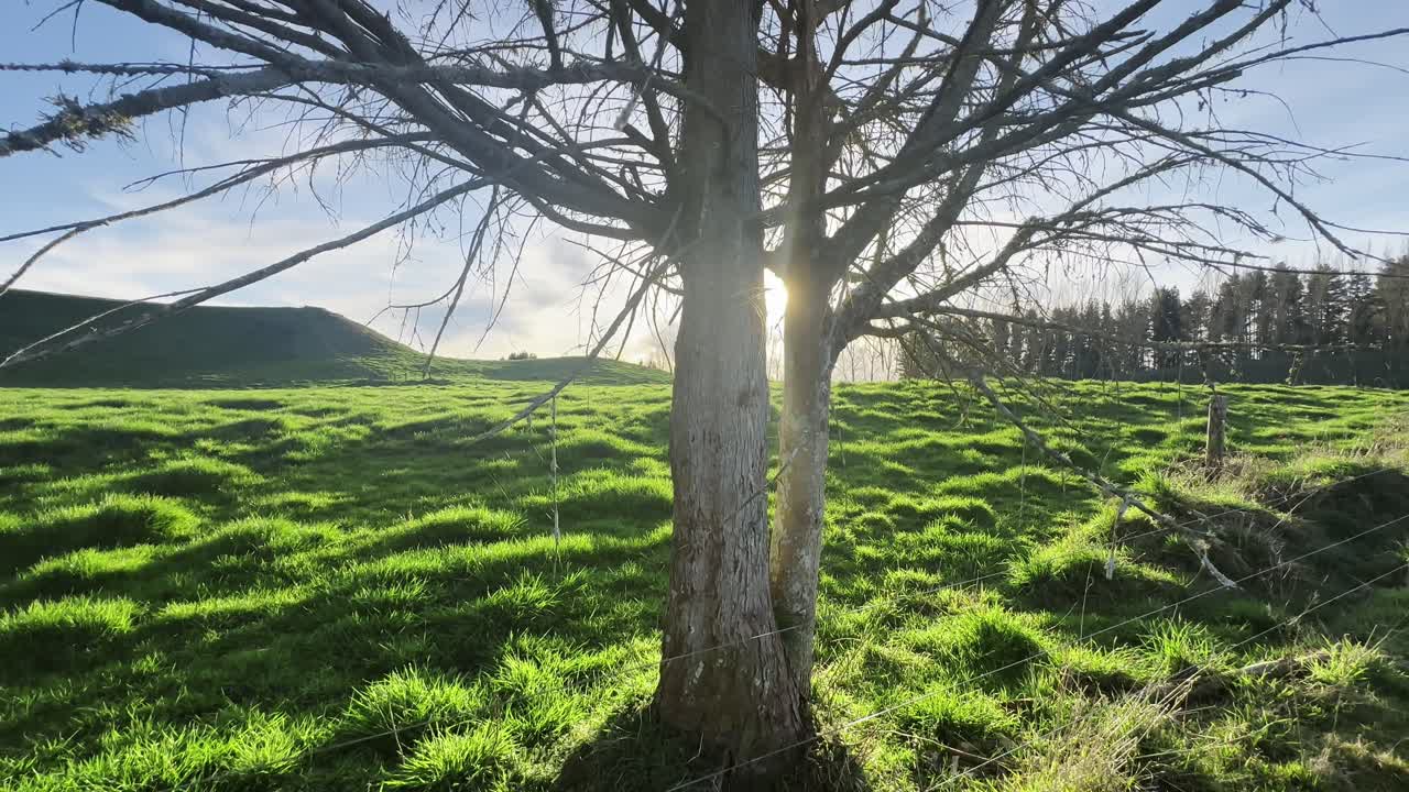 Lone tree under morning sunlight on a lush green farm in New Zealand. Peaceful rural scene symbolizing nature, solitude, and the beauty of countryside life.