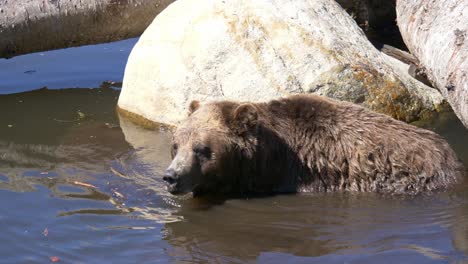 closeup of grizzly bear walking in pond