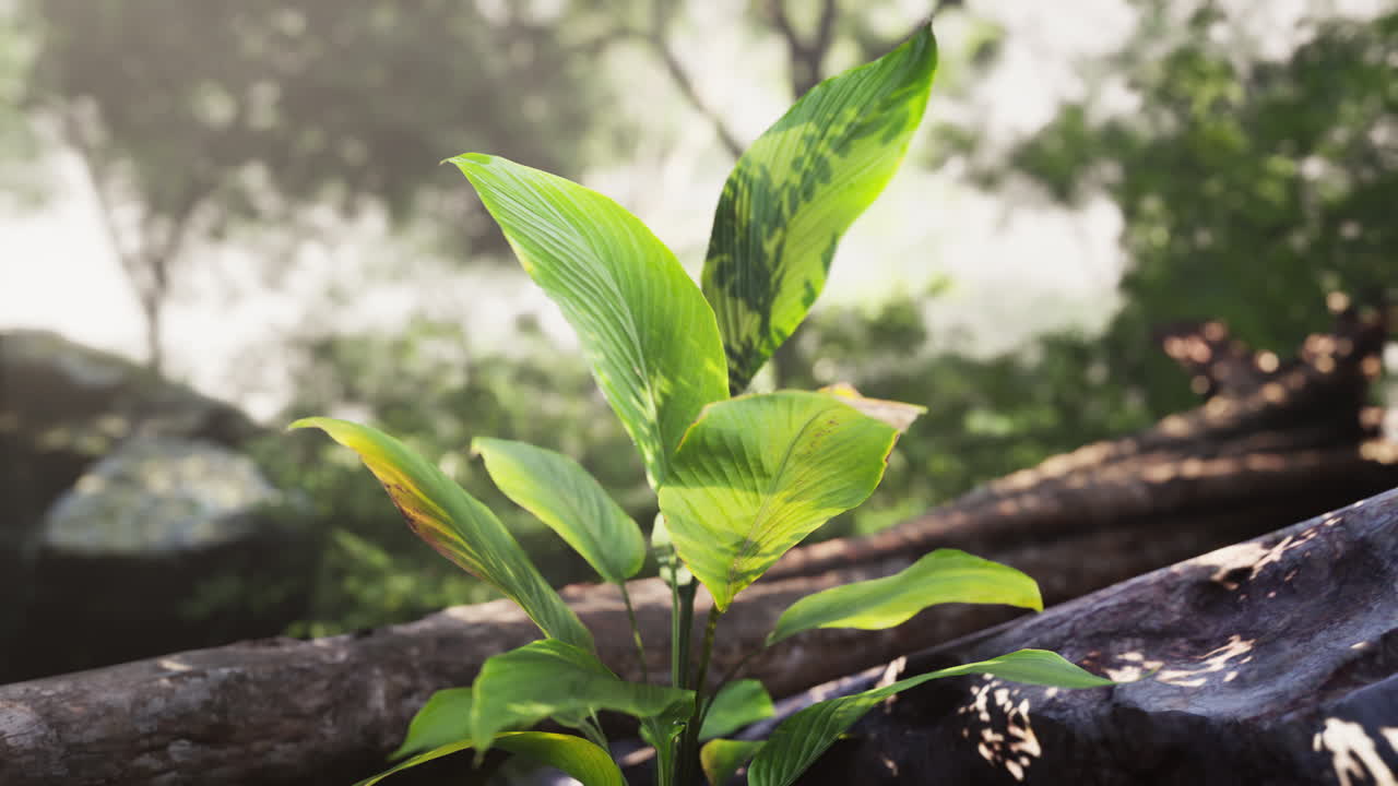 cerca de una planta verde que crece en una selva exuberante
