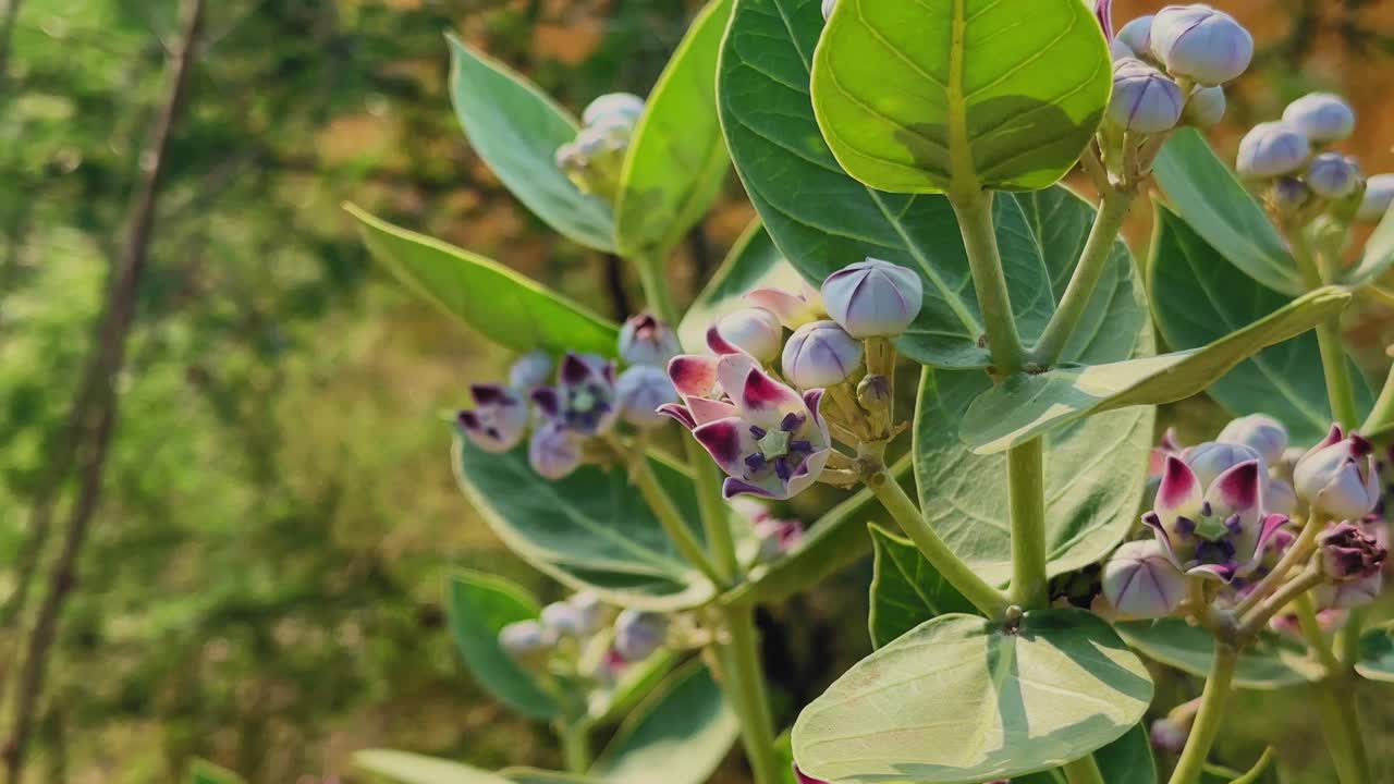 Primo piano della pianta di Calotropis, conosciuta come Aak o Madar, che mostra foglie verdi spesse, fiori cerosi viola-bianchi e boccioli arrotondati illuminati dalla calda luce solare naturale.