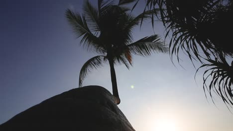 cocoteros de playa al atardecer con cielo azul en bali