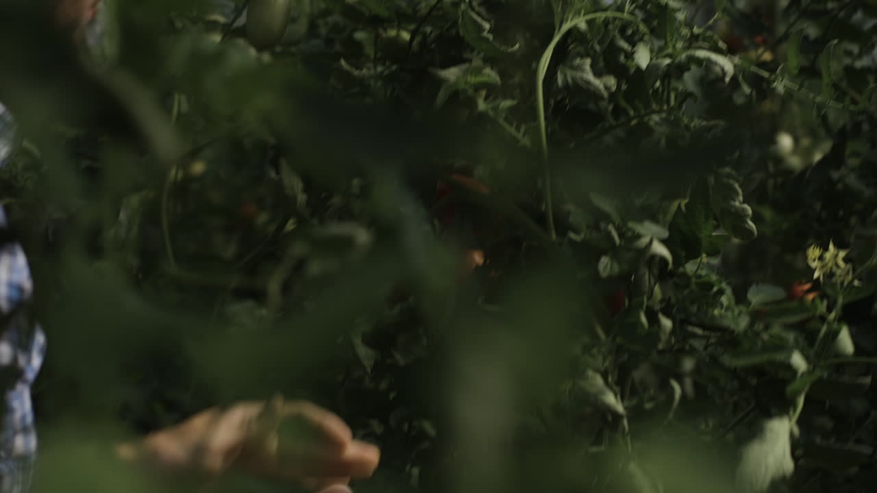 Un contadino raccoglie pomodori in serra