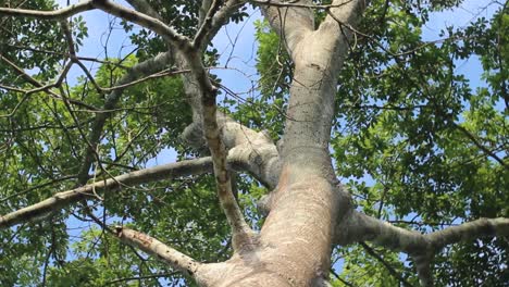 Looking-up-at-big-tree-green-canopy-and-rotating