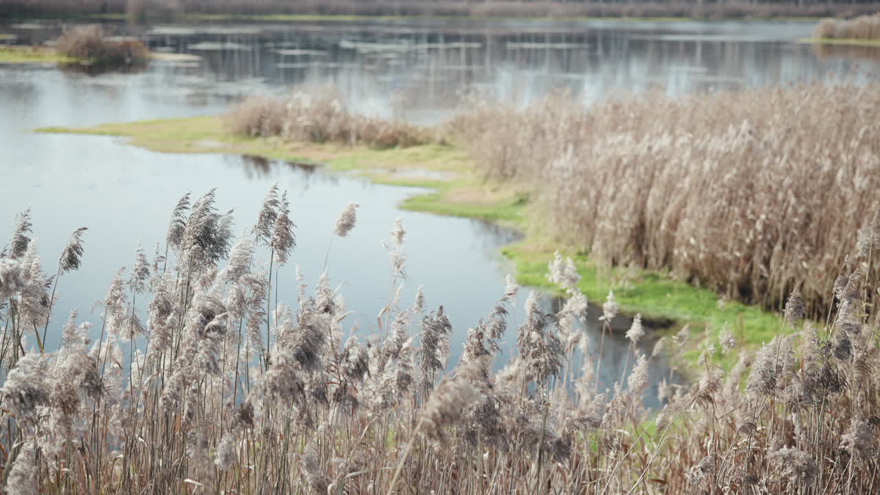 Peaceful lake scene with reeds