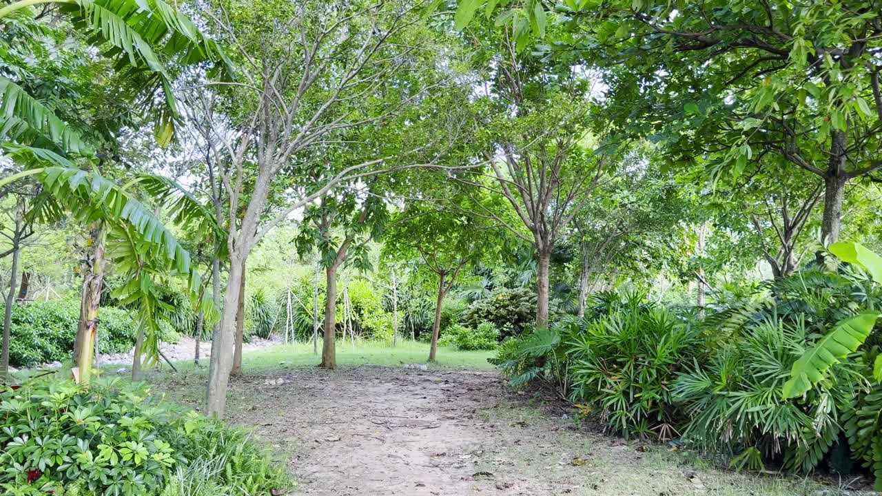 Rekaman video dari taman hijau yangSubur di Kowloon West, Hong Kong, menampilkan pepohonan, tanaman, dan jalan setapak, menangkap tanaman hijau perkotaan, ruang luar ruangan yang tenang, dan pemandangan alam yang indah di kota