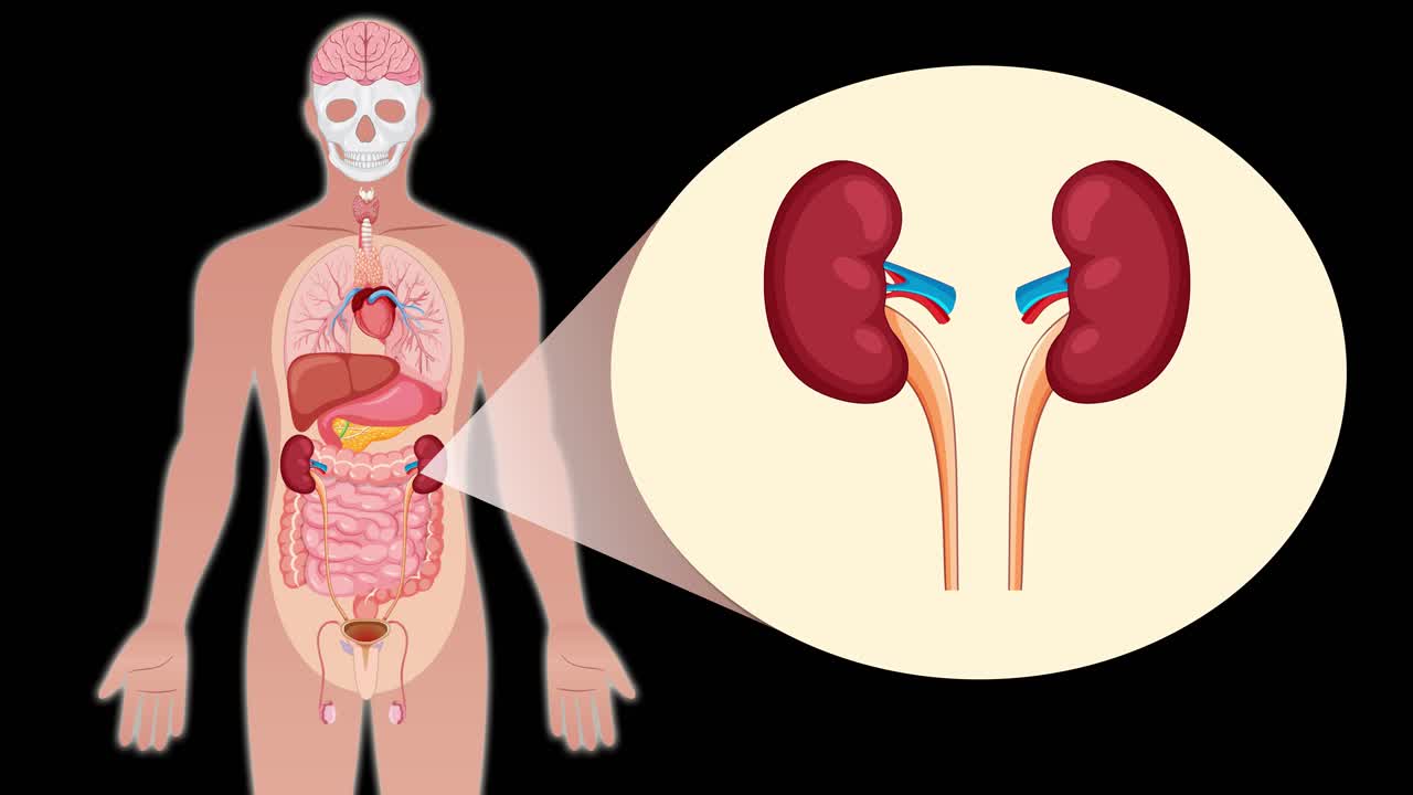 Animation transitions from a full-body outline to a detailed anatomical view, zooming in on kidneys with a spotlight effect, using flat vector graphics and smooth motion