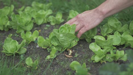 gardener weeding young healthy lettuce heads in garden