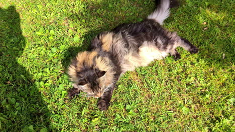 A-long-haired-cat-lies-on-the-grass,-basking-in-the-sunlight-with-a-relaxed-and-content-expression