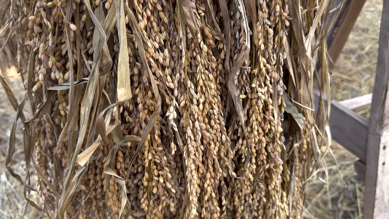 primer plano de granos de arroz que se secan en una estructura de madera