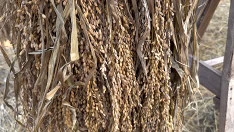 close-up of rice grains drying on wooden structure