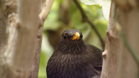 blackbird in forest standing still and looking straight at camera, close up