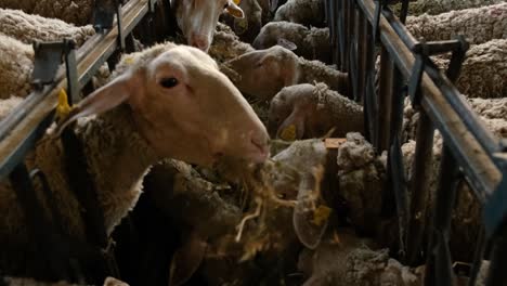 sheeps on a flock farm