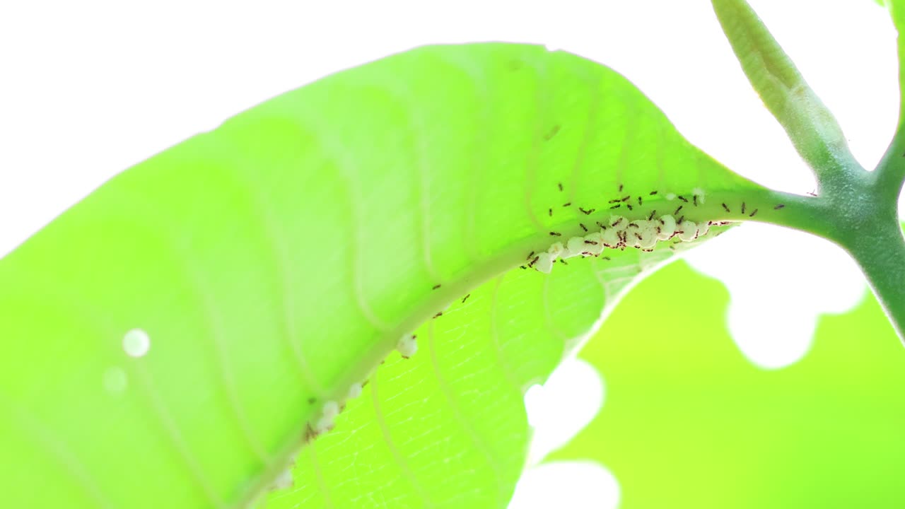 녹색 잎 을 따라 움직이는 개미 들