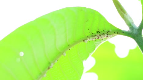 ants moving along a green leaf