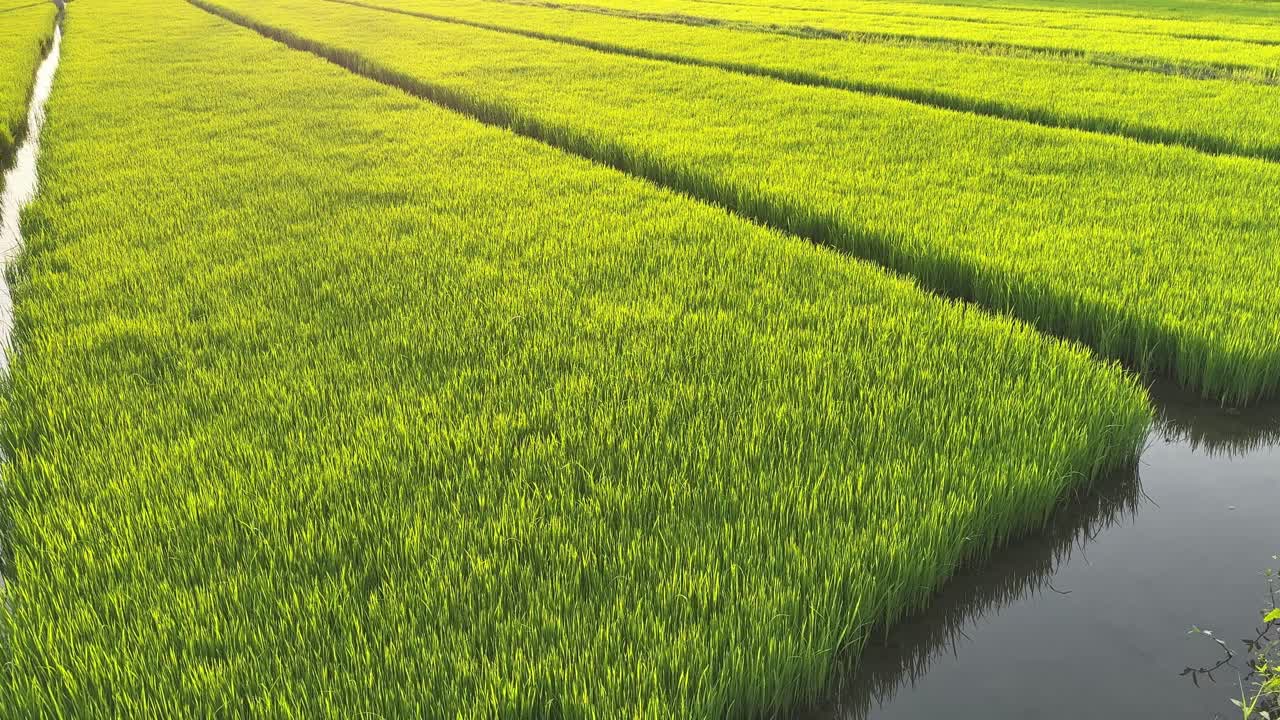 Arrozal Verde Exuberante com Água de Irrigação