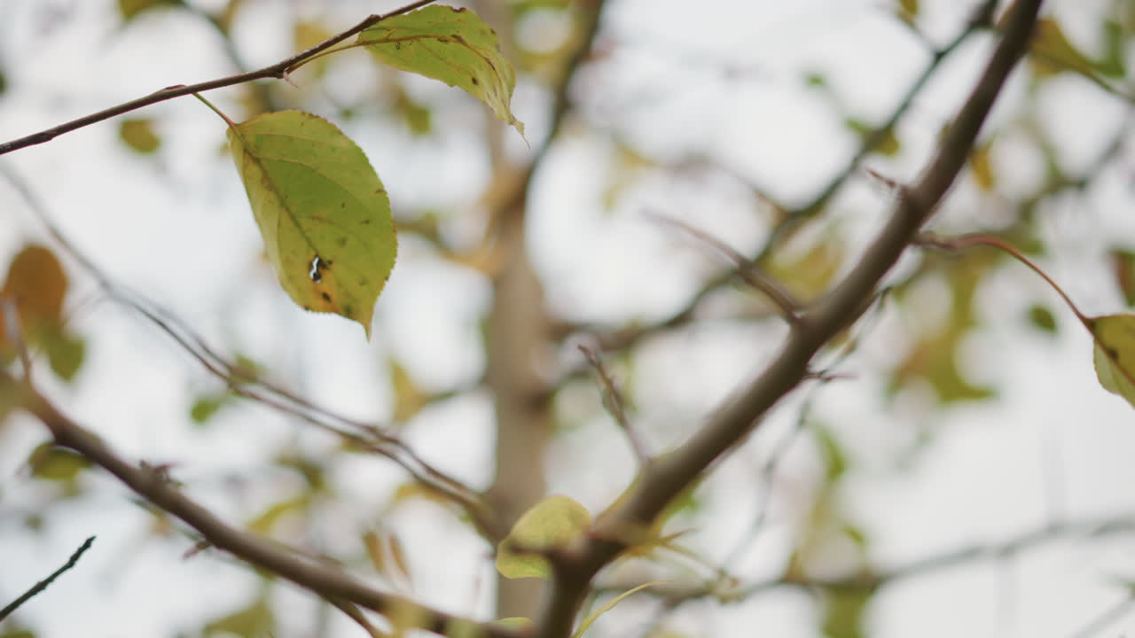 Primo piano di rami con foglie che si muovono, cielo coperto e delicato sfondo bokeh, lenta panoramica verticale cattura l'ondeggiare mosso dal vento e l'atmosfera di fogliame giallo-verde delicato, ariosa, malinconica e tranquilla