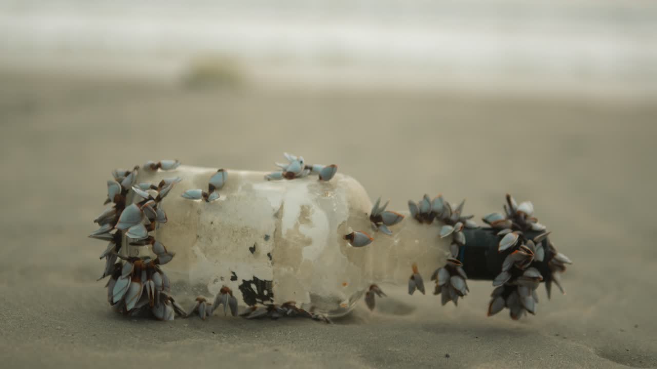Plastic bottle covered in barnacles on a sandy beach, highlighting environmental issues