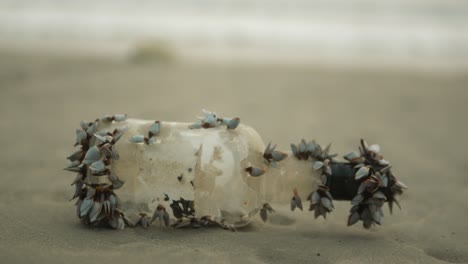 plastic bottle covered in barnacles on a sandy beach, highlighting environmental issues