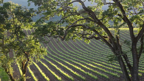 Teleaufnahme-Eines-Weinbergs-In-Einem-Weinanbaugebiet-1