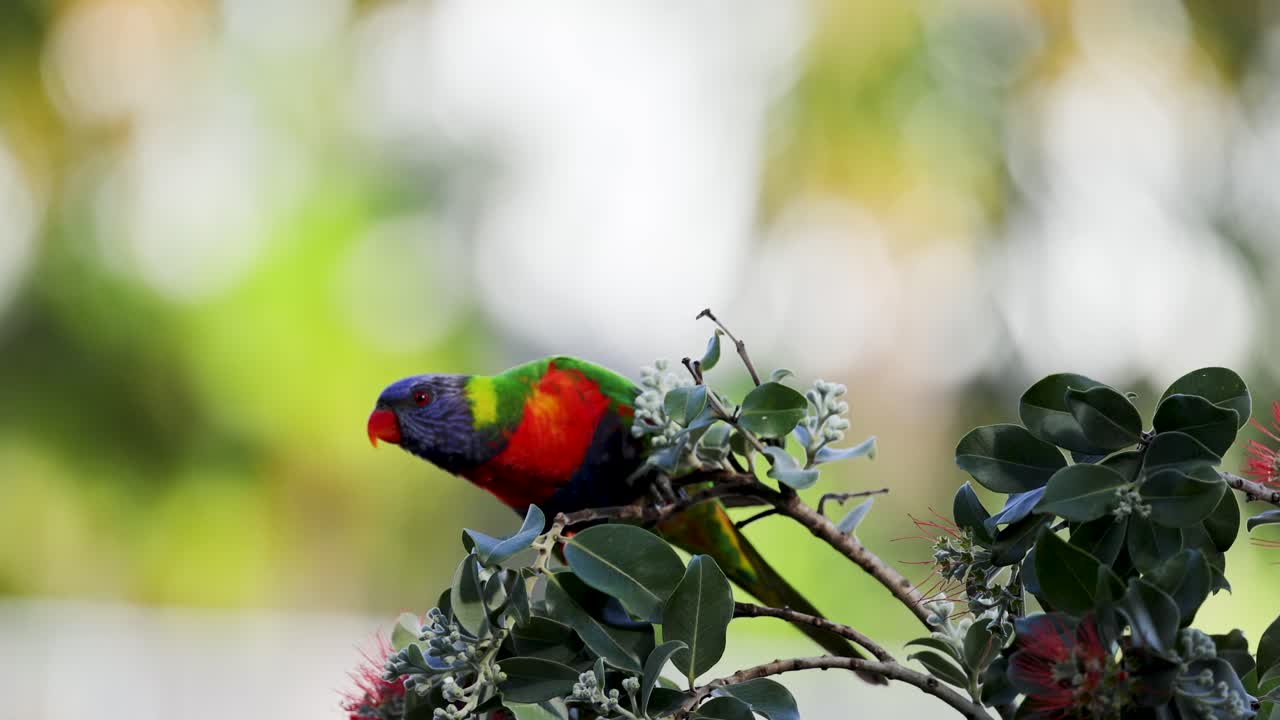A vibrant rainbow lorikeet (Trichoglossus moluccanus) captured mid-flight, showcasing its colorful feathers perched on a branch surrounded by tropical foliage and flowers. This close-up macro shot highlights the natural habitat and behavior of this avian species, perfect for wildlife photography, bi