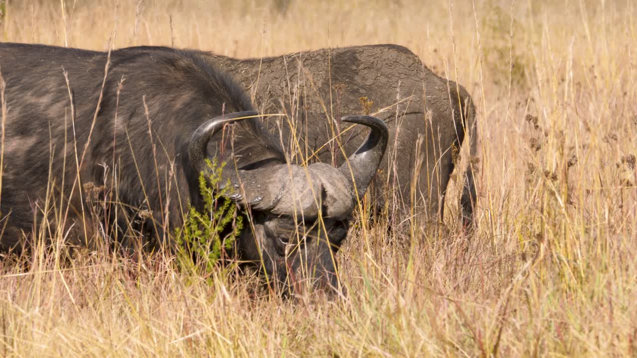 a Cape buffalo with its imposing horns and static head walks through the tall grasses of the South African savannah in a wildlife park