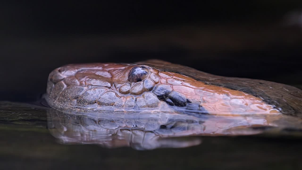 cabeza de anaconda verde emerge del agua- primer plano