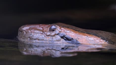 green anaconda head emerges from the water- closeup shot