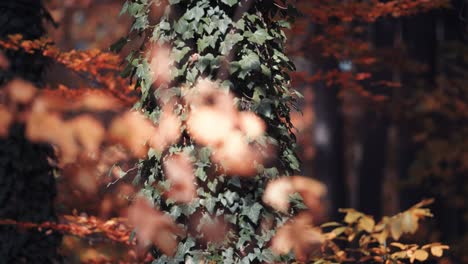 Efeuranken-Bedecken-Die-Dicken-Baumstämme-Im-Herbstlichen-Wald