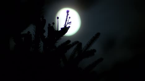 full moon light in spruce branches at night, time lapse