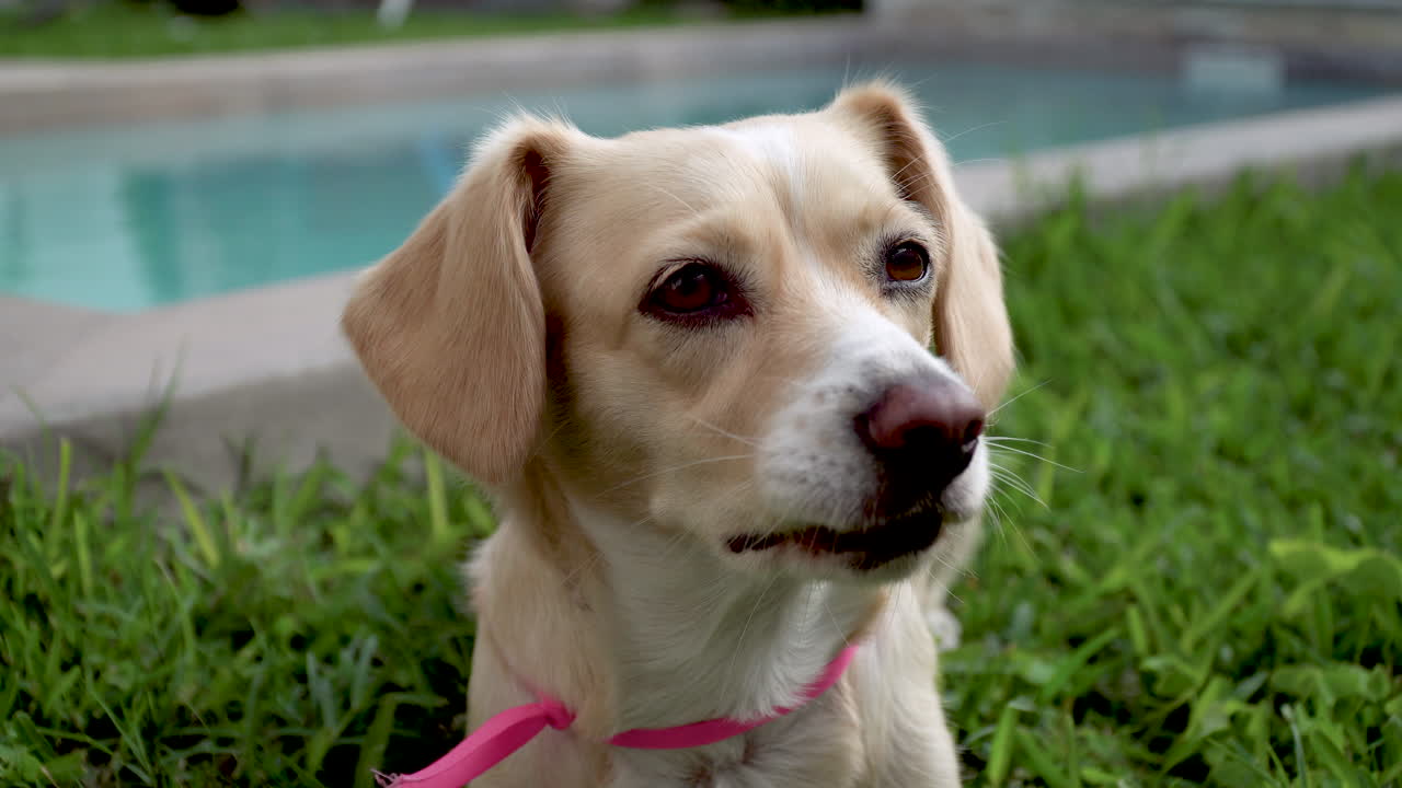bebé labrador sentado en el césped junto a una piscina, retrato de perro de cerca