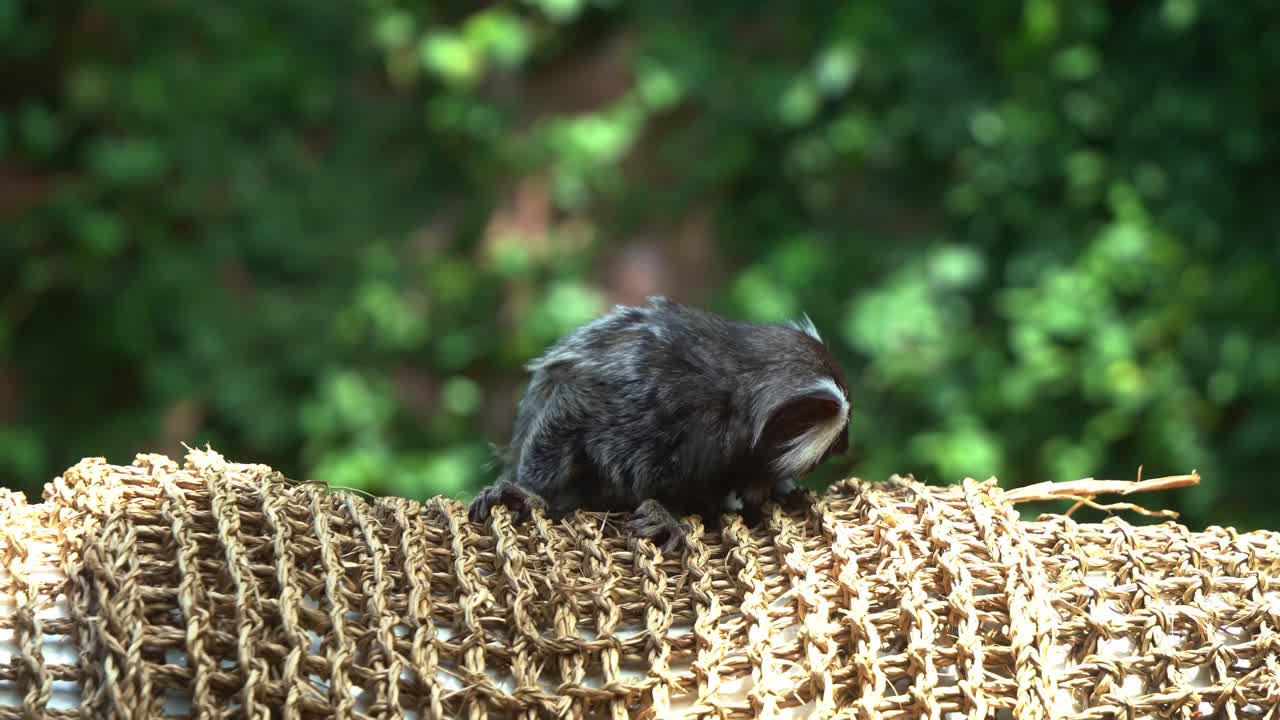 lindo tití común, callithrix jacchus encaramado en un barril oscilante, curiosamente preguntándose y olfateando el medio ambiente, especies animales nativas de américa del sur, primer plano