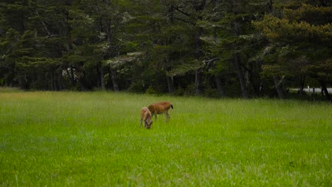 baby deer and doe in a grassy field