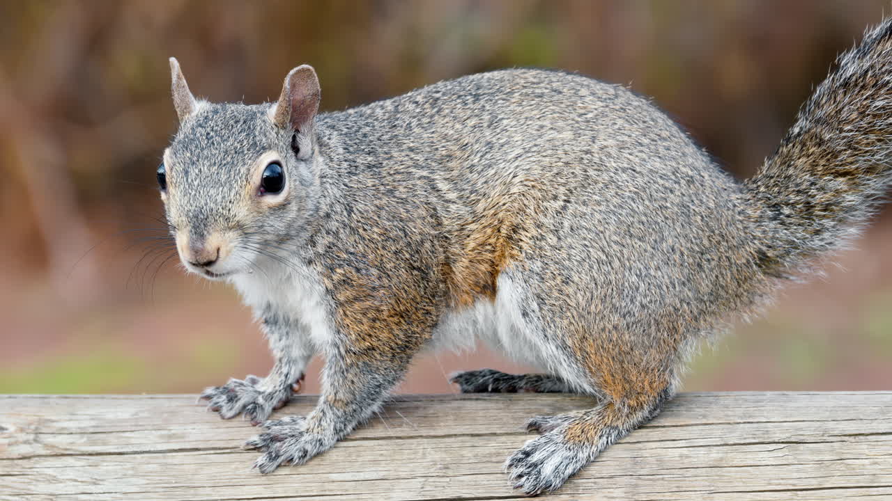 Close up of a squirrel sitting on a branch on a blurred background