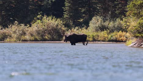 large bull moose in a lake with a hurt rear leg