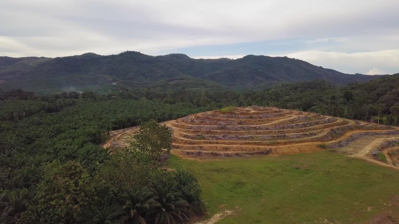 vista aérea de la plantación de palma aceitera despejada en kedah, malasia.